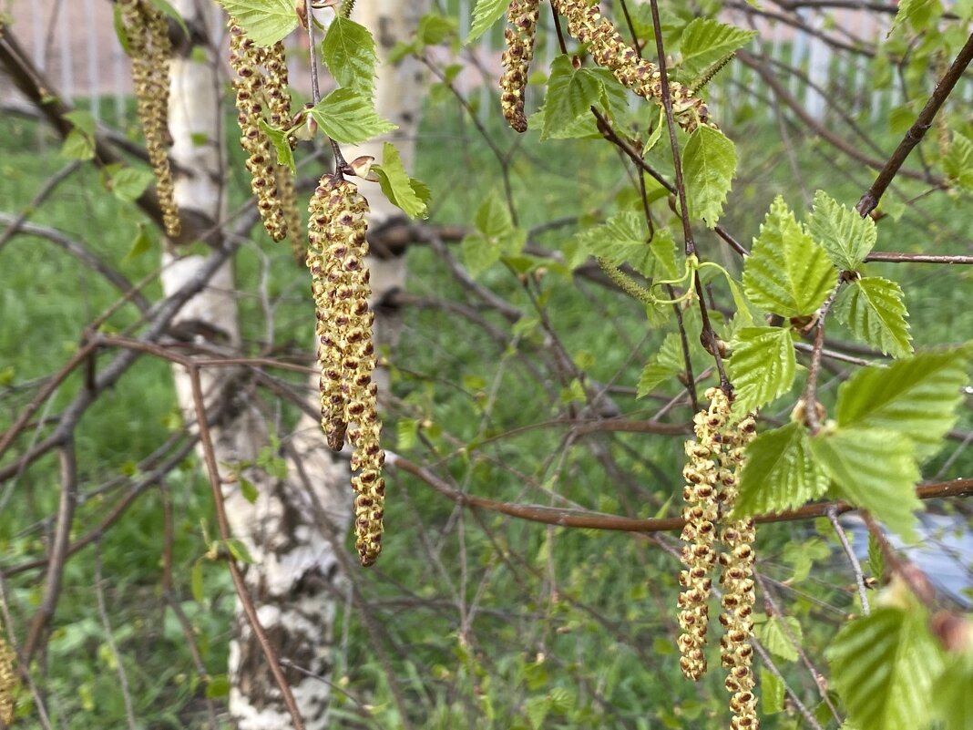 Береза весной. - Татьяна Ф * Береза весной. - Татьяна Ф *