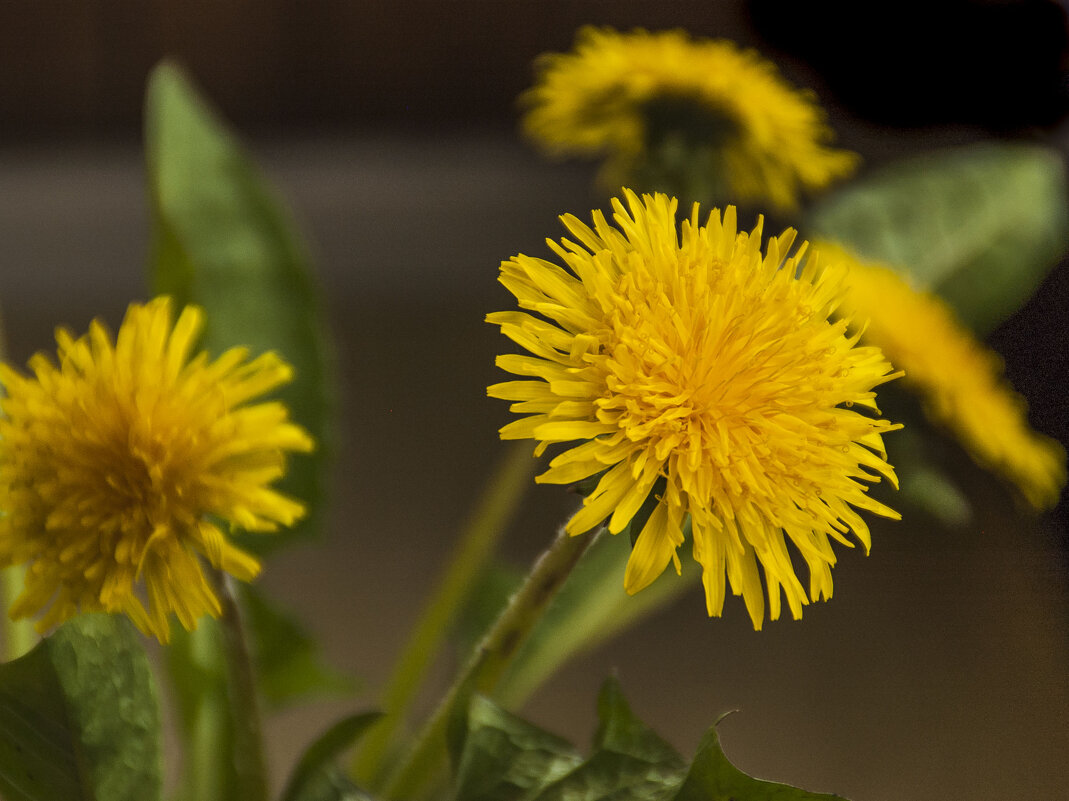 ... - Елена Пономарева ... - Елена Пономарева