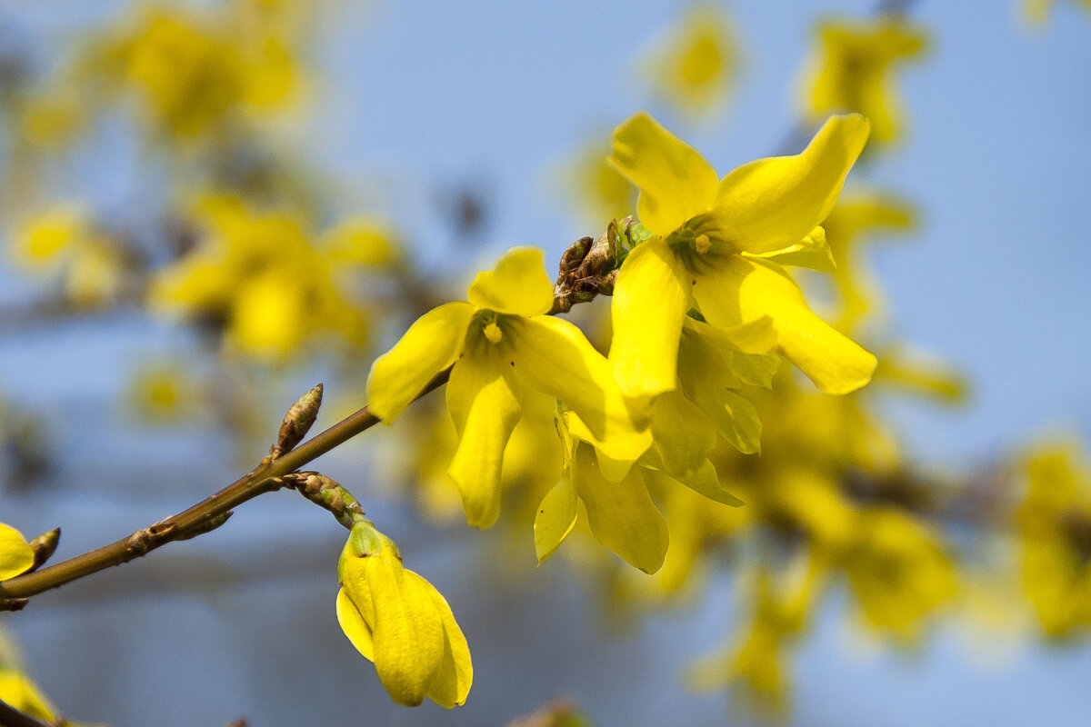 Жёлтое на голубом... - Елена Пономарева Жёлтое на голубом... - Елена Пономарева