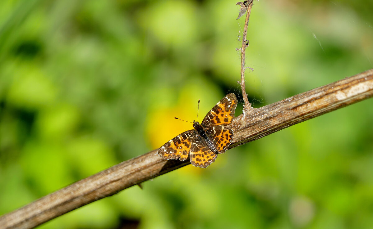 бабочки, снятые 2 мая  3 - Александр Прокудин