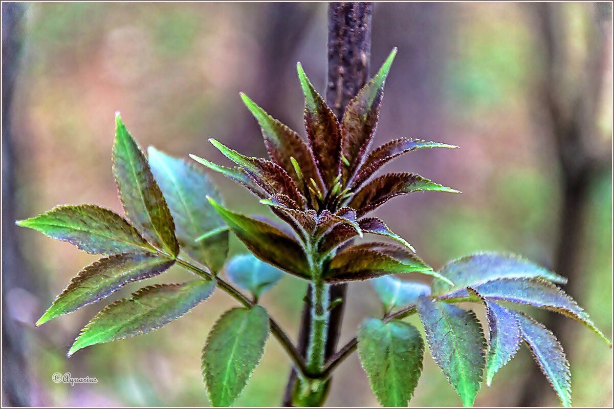 Нежаркий май - Aquarius - Сергей