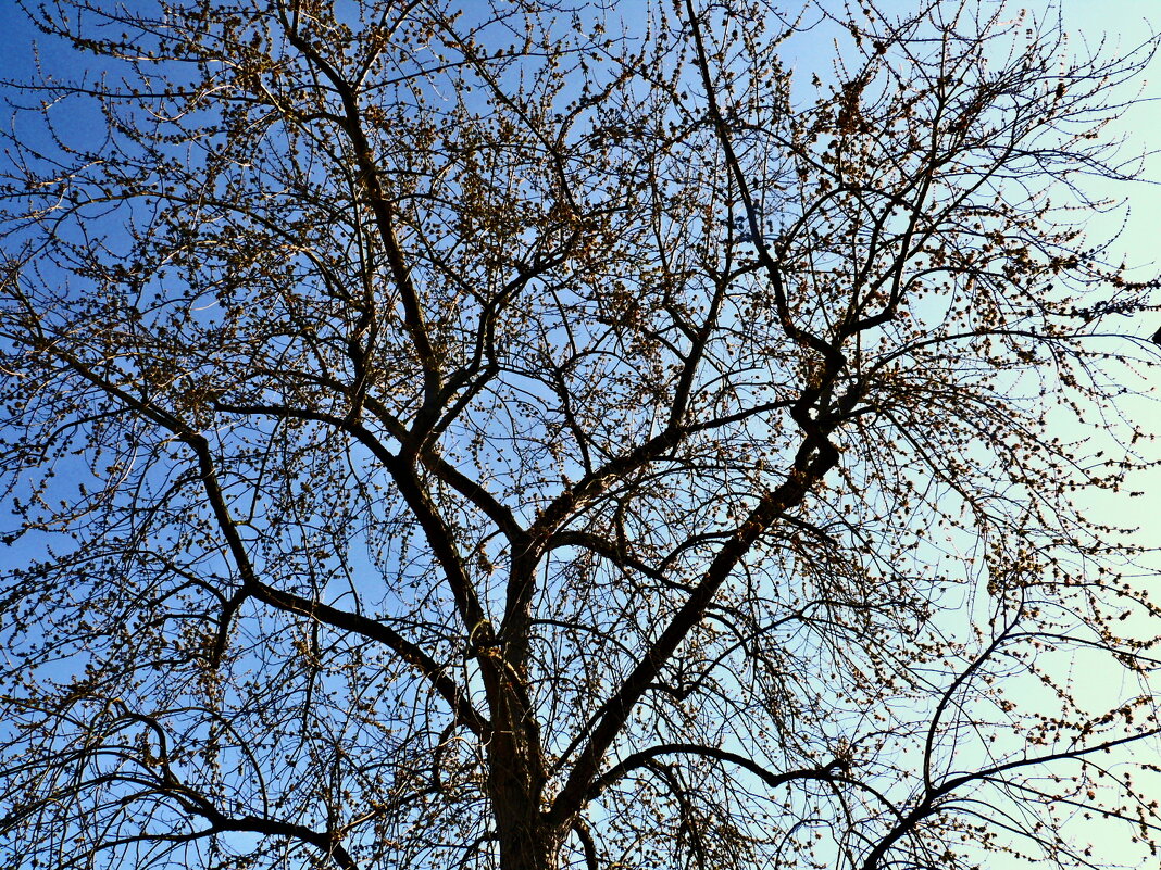 Весенние зарисовки 111 - Алексей Кузнецов