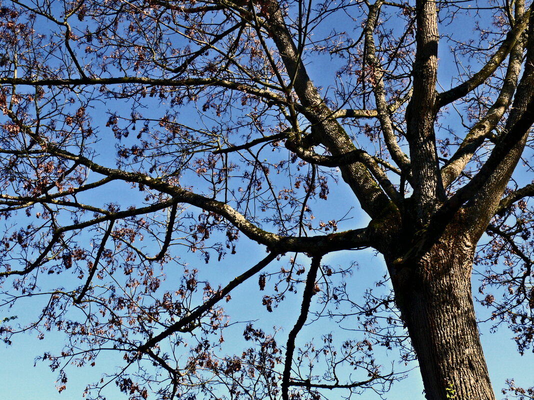 Весенние зарисовки 115 - Алексей Кузнецов