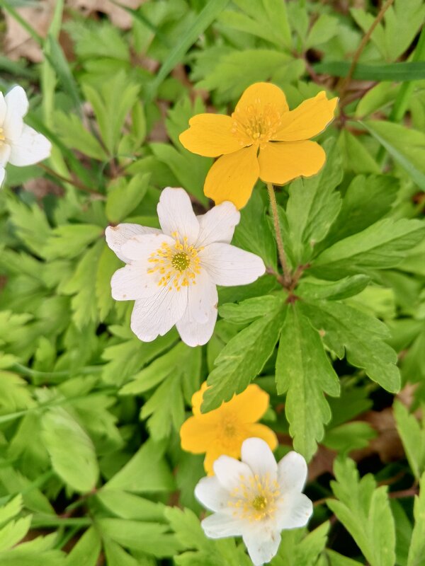 Ветреница - Сапсан 