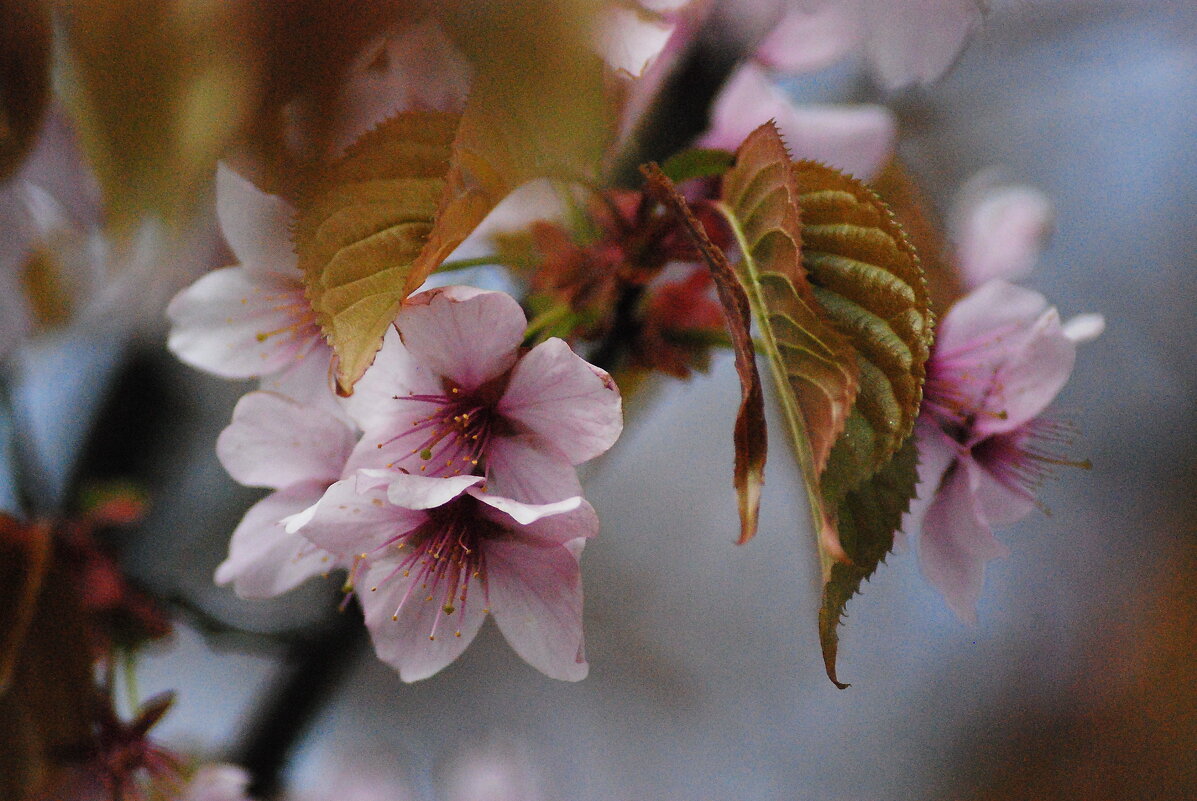 Цветущая сакура. - Харис Шахмаметьев Цветущая сакура. - Харис Шахмаметьев