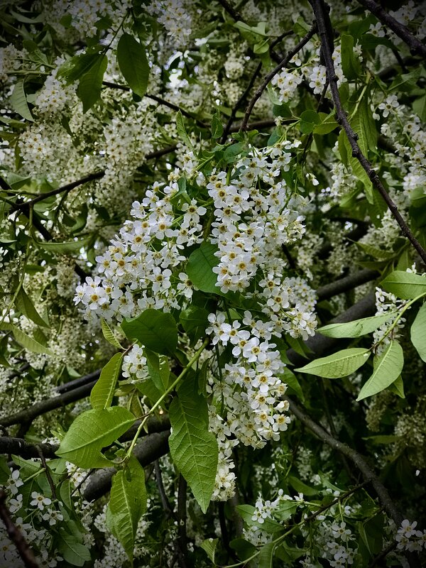 Белый аромат… - Любовь 