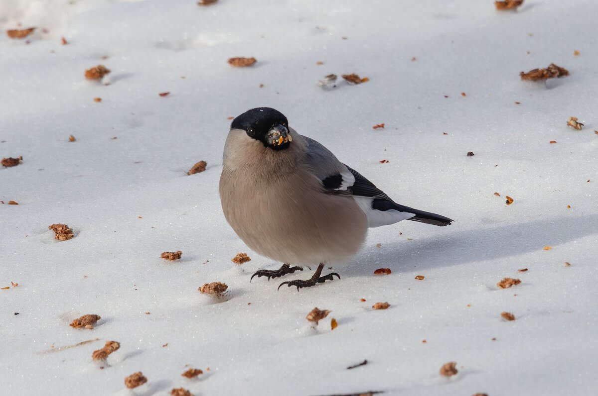 Кто ищет, тот всегда находит. - Виктор Иванович Чернюк Кто ищет, тот всегда находит. - Виктор Иванович Чернюк