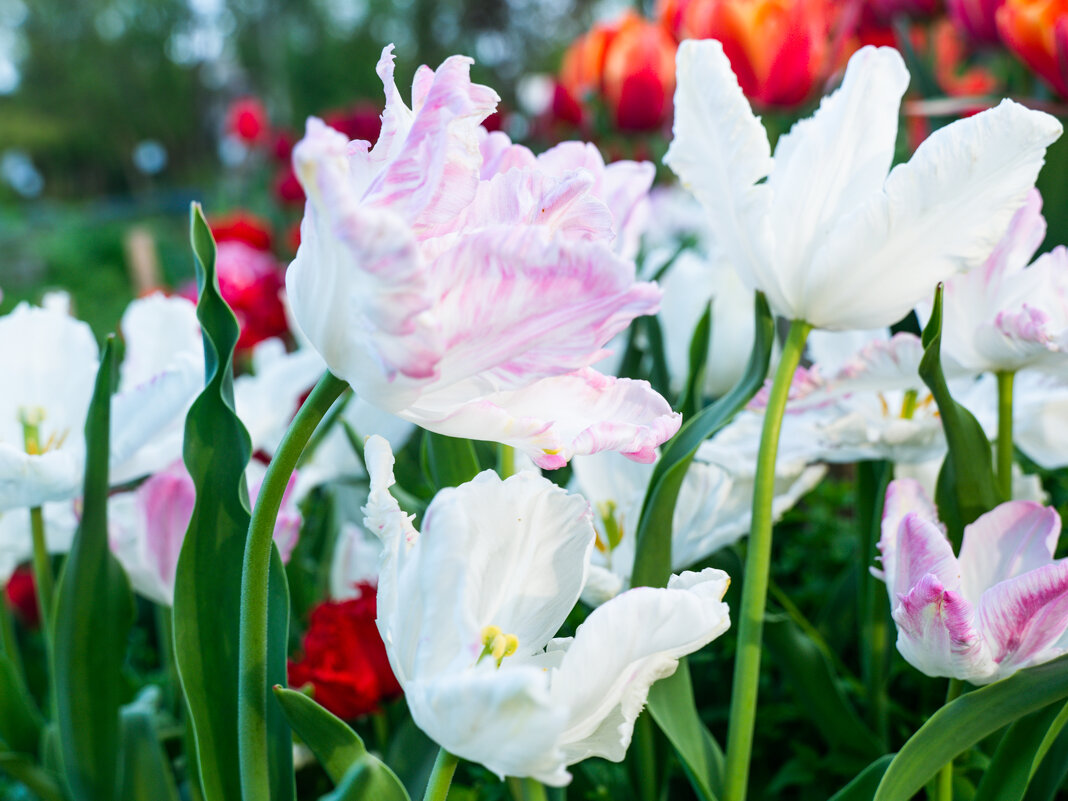 Тюльпаны в саду - Максим 
