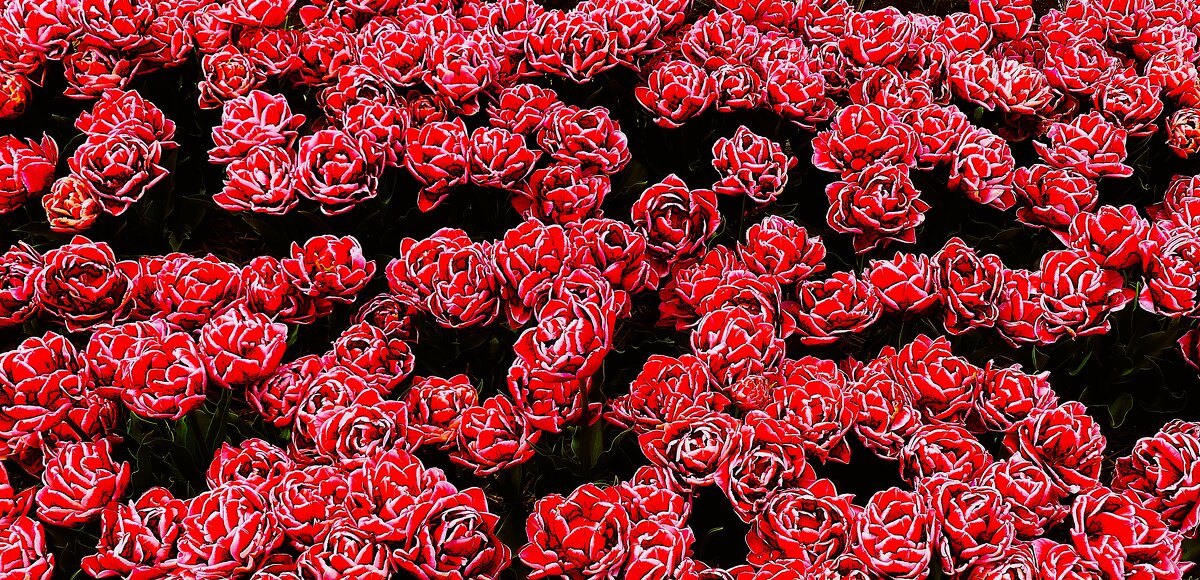 Королевство цветов(серия) - Владимир Манкер