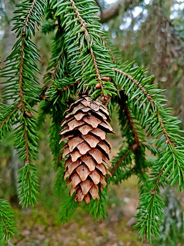 Привет Шишкину! - Vladimir Semenchukov Привет Шишкину! - Vladimir Semenchukov
