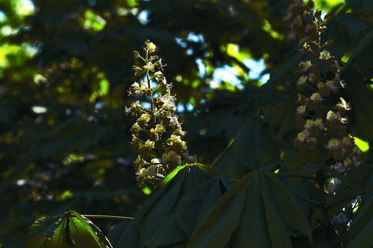 Каштан цветёт - Юрий Гайворонскiий Каштан цветёт - Юрий Гайворонскiий