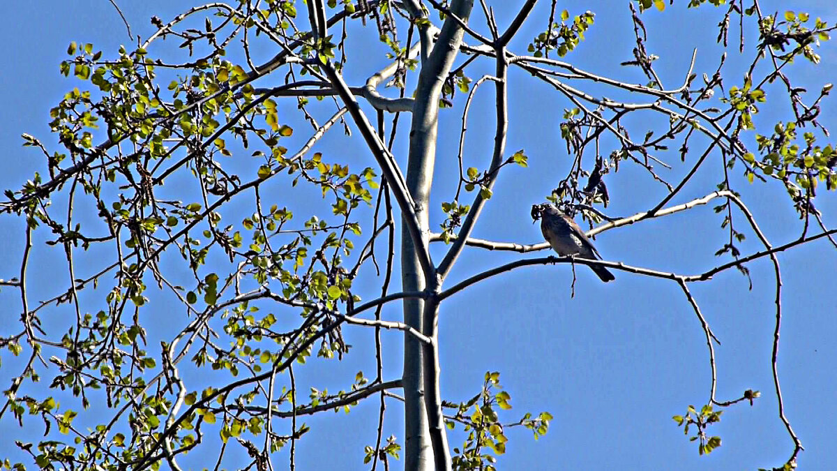 Май..Дрозд-рябинник с добычей на протоке Сырой Аган! - Владимир 