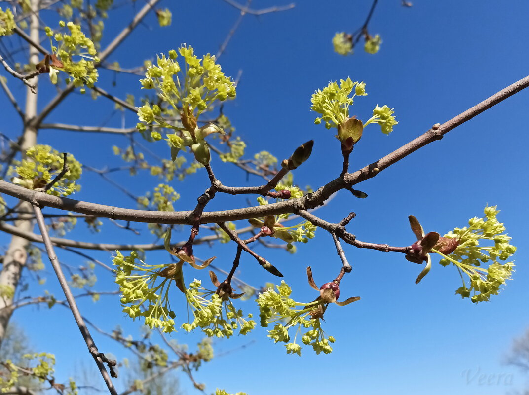 Весна на ветках клена - Veera V
