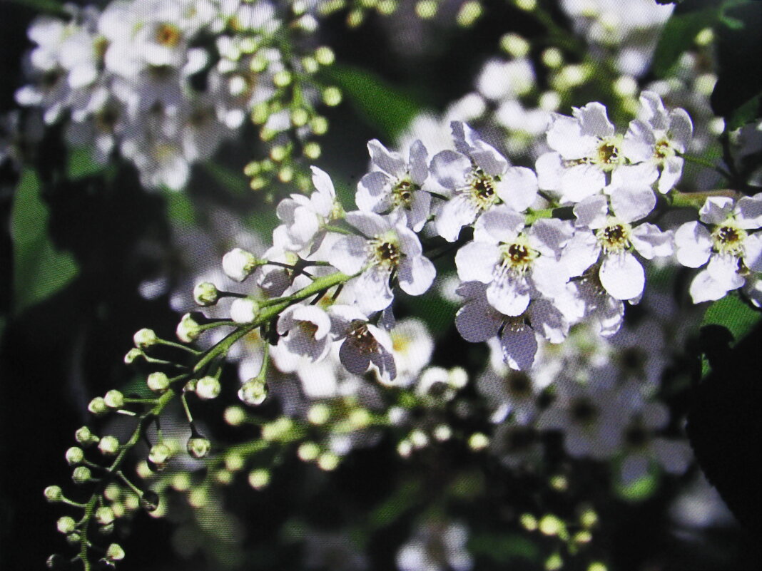 Ароматная красота - Людмила Смородинская