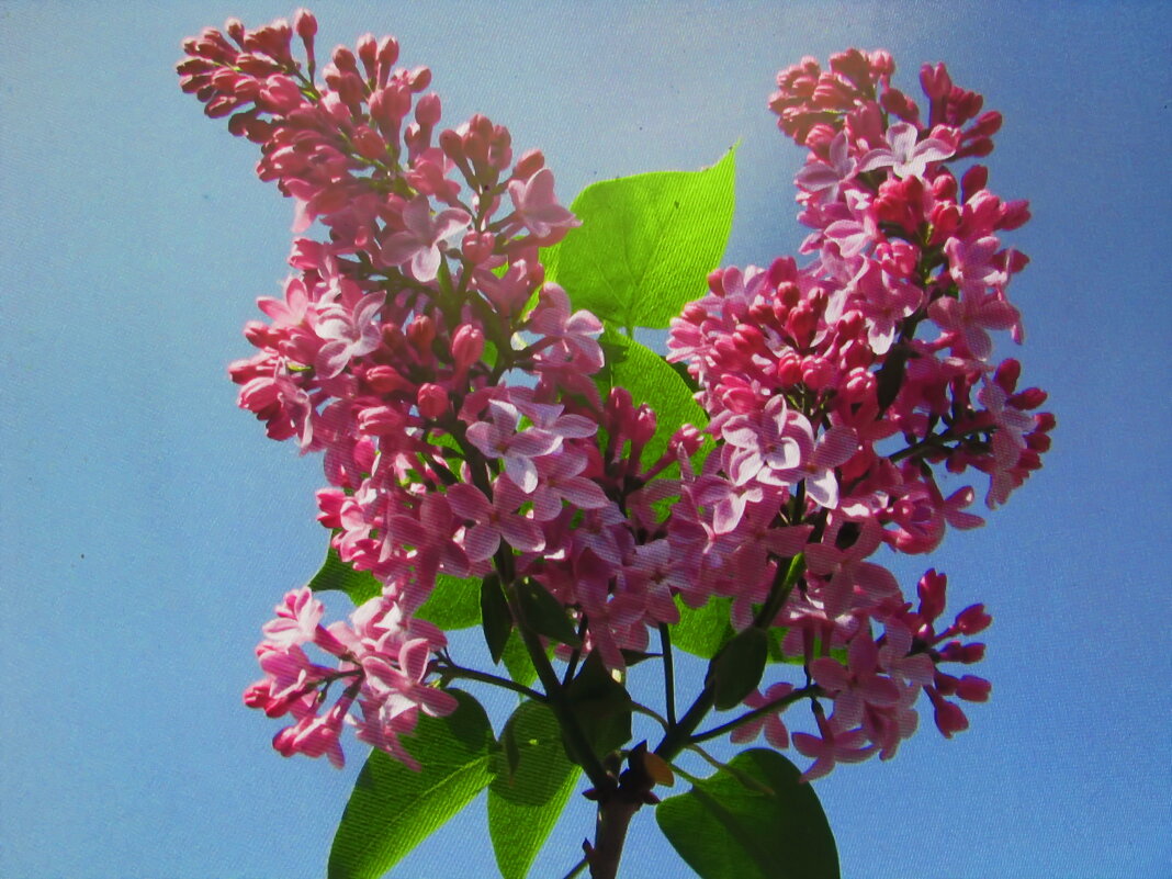 Красота - Людмила Смородинская Красота - Людмила Смородинская