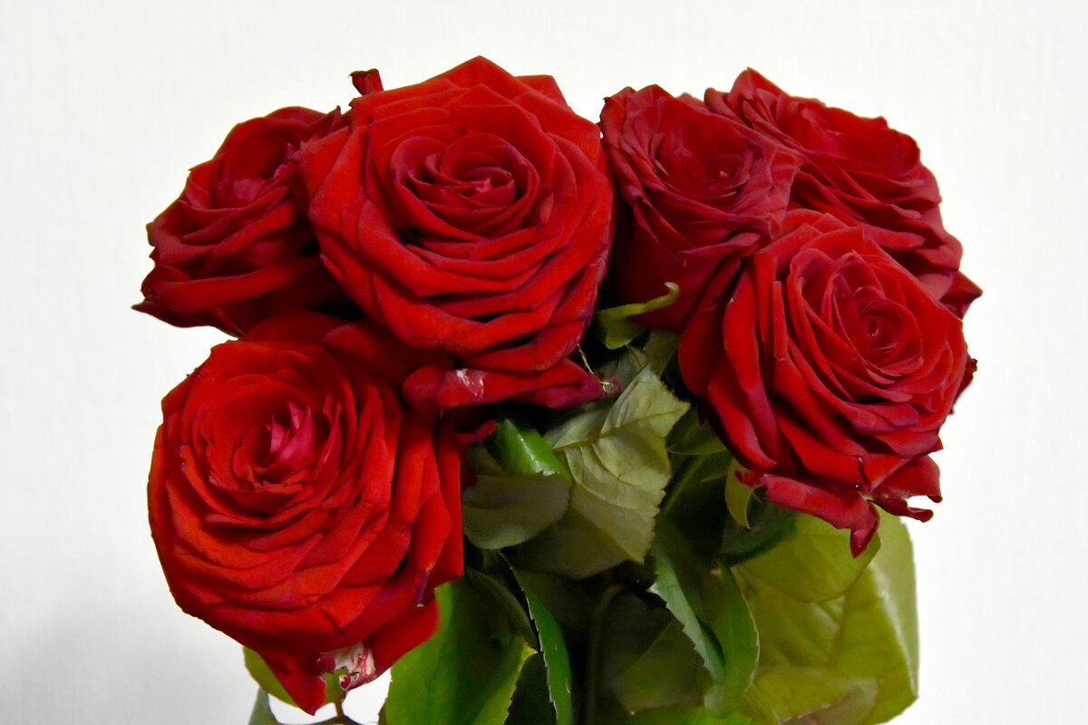 Розы. - Наташа ***** Розы. - Наташа *****