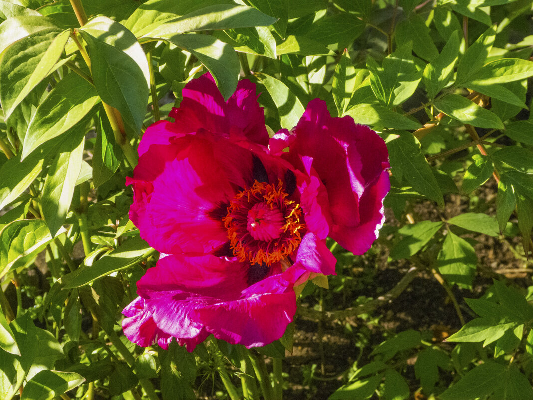 Древовидный красный пион - Валентин Семчишин