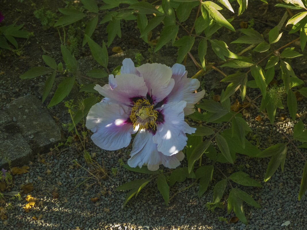 Древовиднй пион - Валентин Семчишин