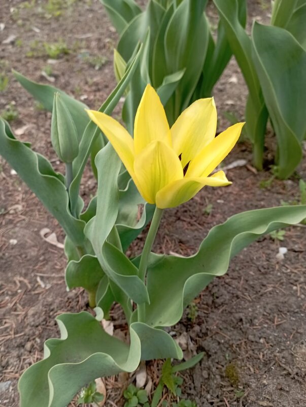 Солнечный - Елена Семигина