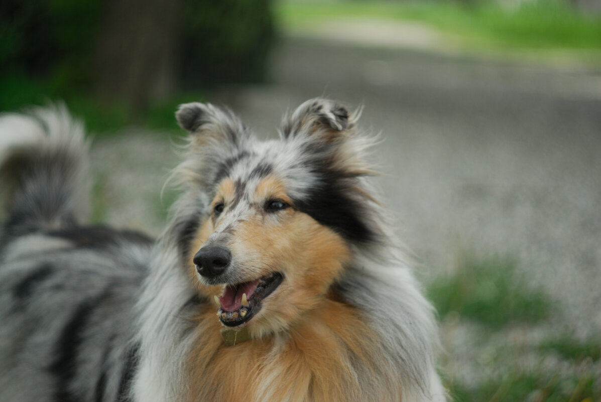 Долли - Referee (Дмитрий) Долли - Referee (Дмитрий)