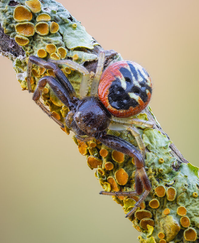 Паук-Наполеон (Synema Globosum). - Александр Григорьев Паук-Наполеон (Synema Globosum). - Александр Григорьев