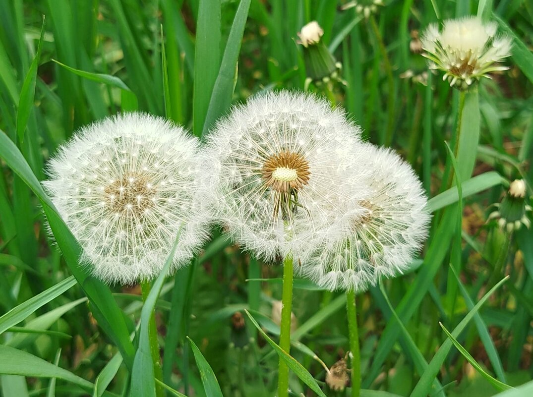 Май без одуванчиков - не май! - Надежда Май без одуванчиков - не май! - Надежда
