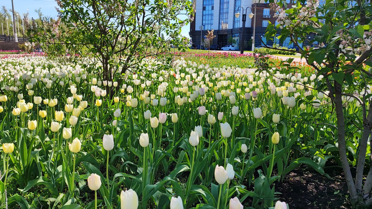 ,,, - Сергей Тимоновский