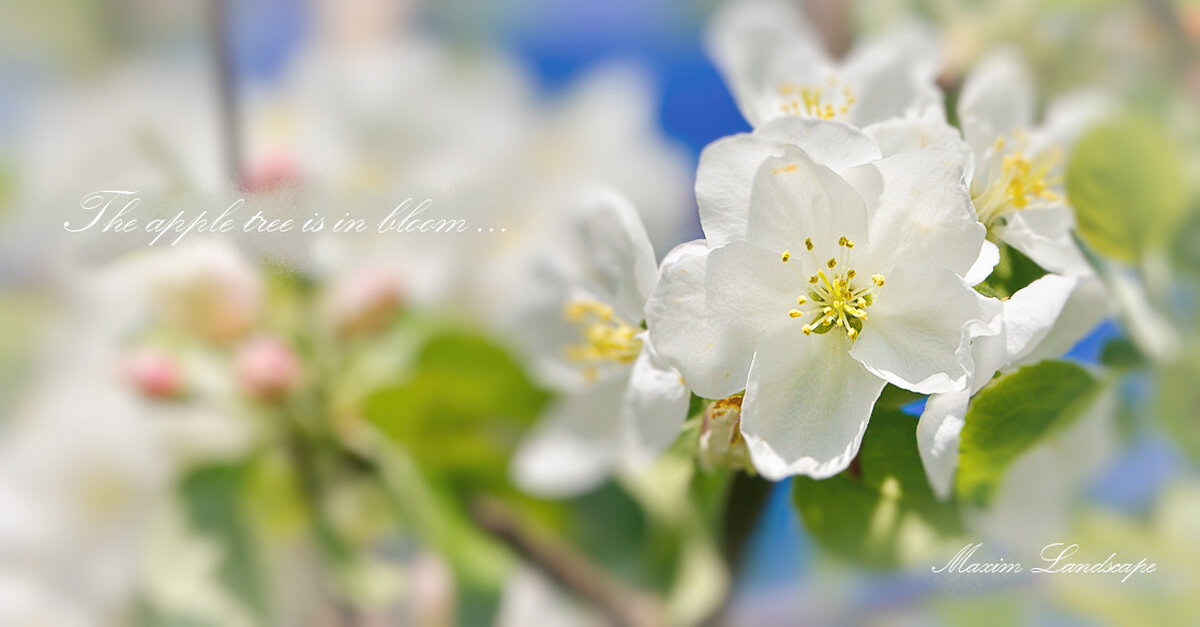 Яблоня в цвету ... - Maxxx© Яблоня в цвету ... - Maxxx©