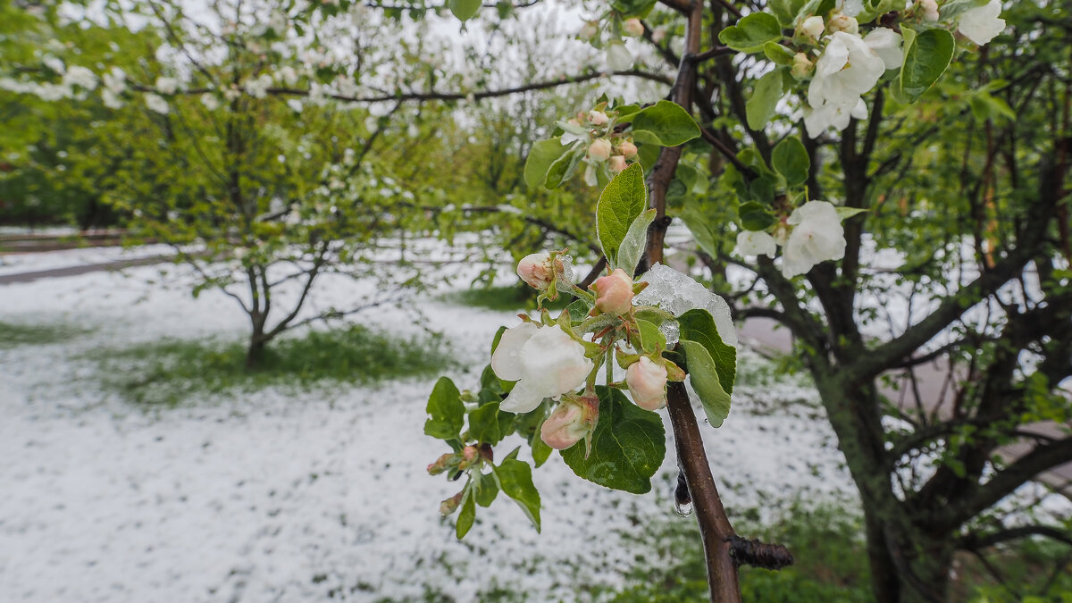 Майские Капризы - юрий поляков Майские Капризы - юрий поляков