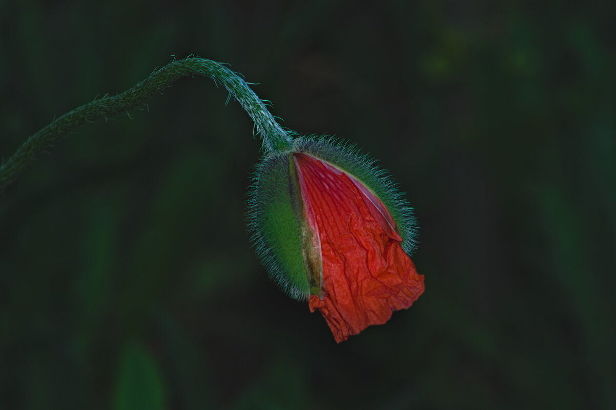 Мак - Giant Tao /