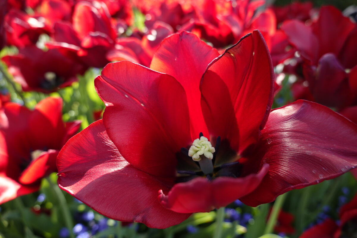 Красные тюльпаны - шёлковые чаши... - Галина 