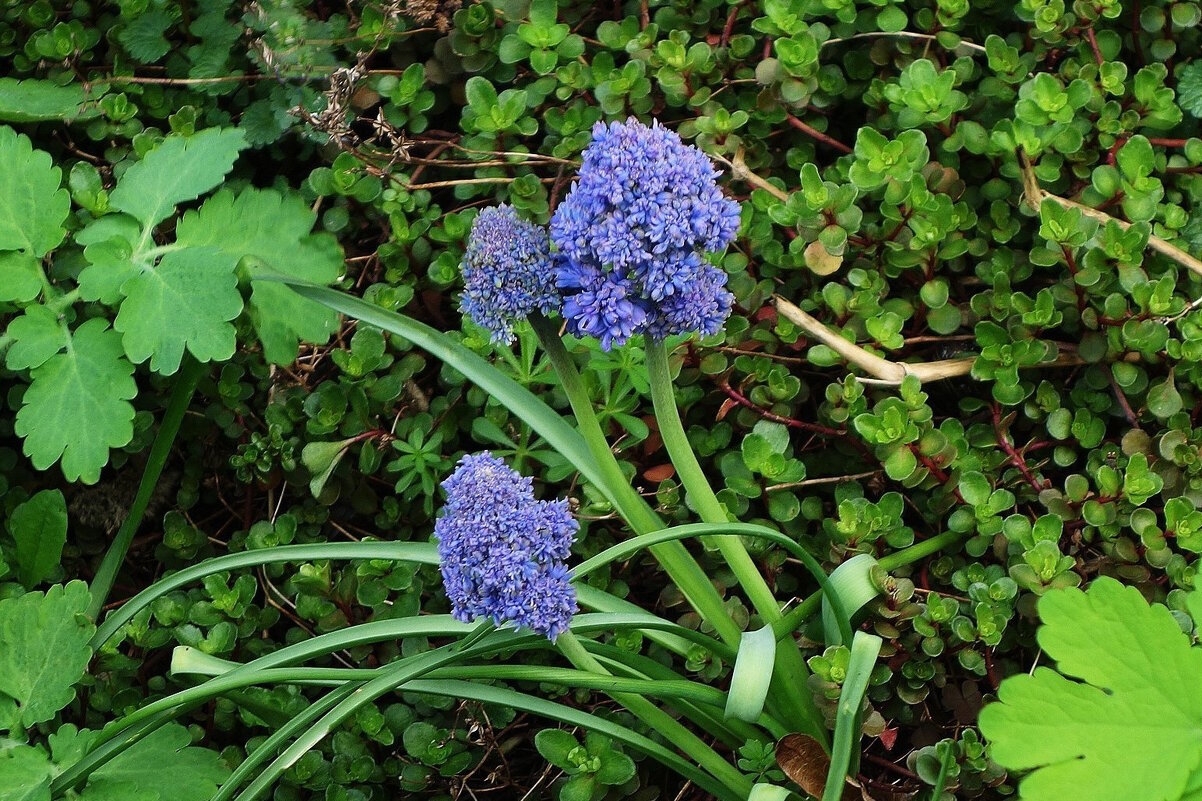 Мускари армянский - Рита Симонова Мускари армянский - Рита Симонова