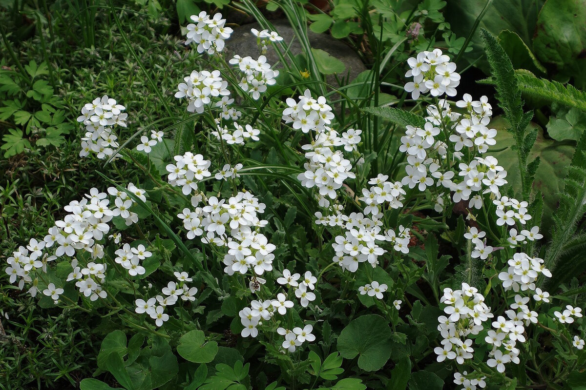 Резуха альпийская - Рита Симонова