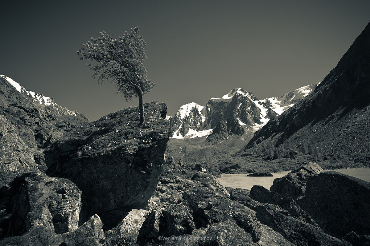 Одинокий кедр - Вениамин Скородумов Одинокий кедр - Вениамин Скородумов