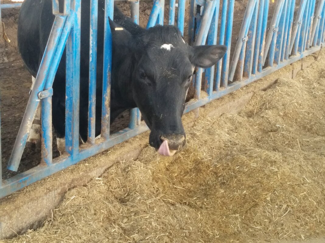 На ферме - Светлана Хращевская На ферме - Светлана Хращевская