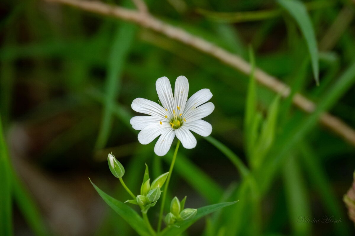 Звездчатка... - Николай Гирш