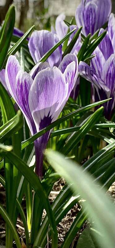 Крокусы - VADIM *****