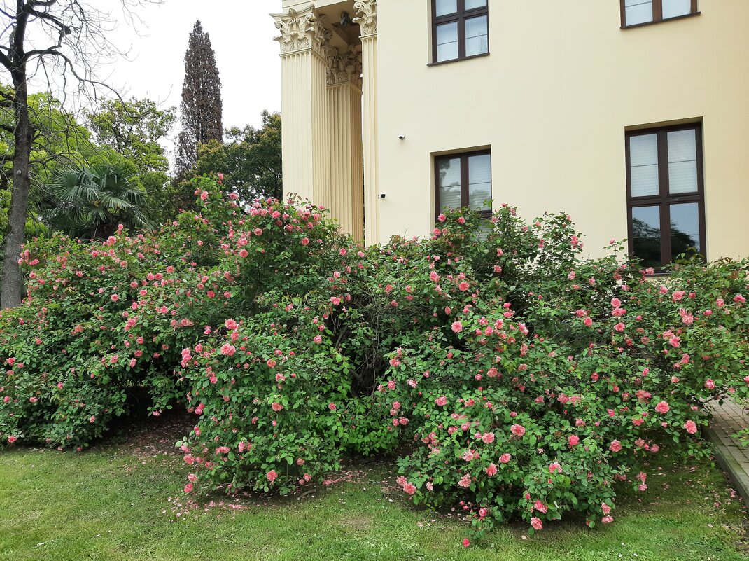 Rosa 'Morden Centennial' - Tata Wolf Rosa 'Morden Centennial' - Tata Wolf