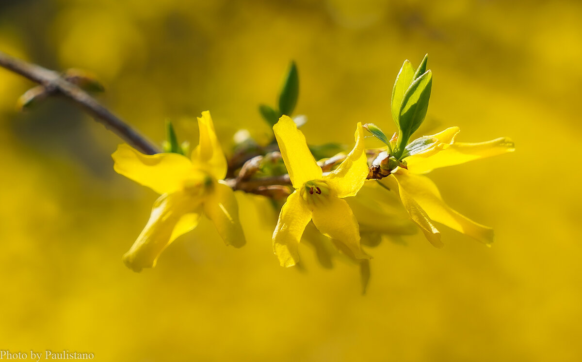 Цветущий апрель... - Владимир Жданов
