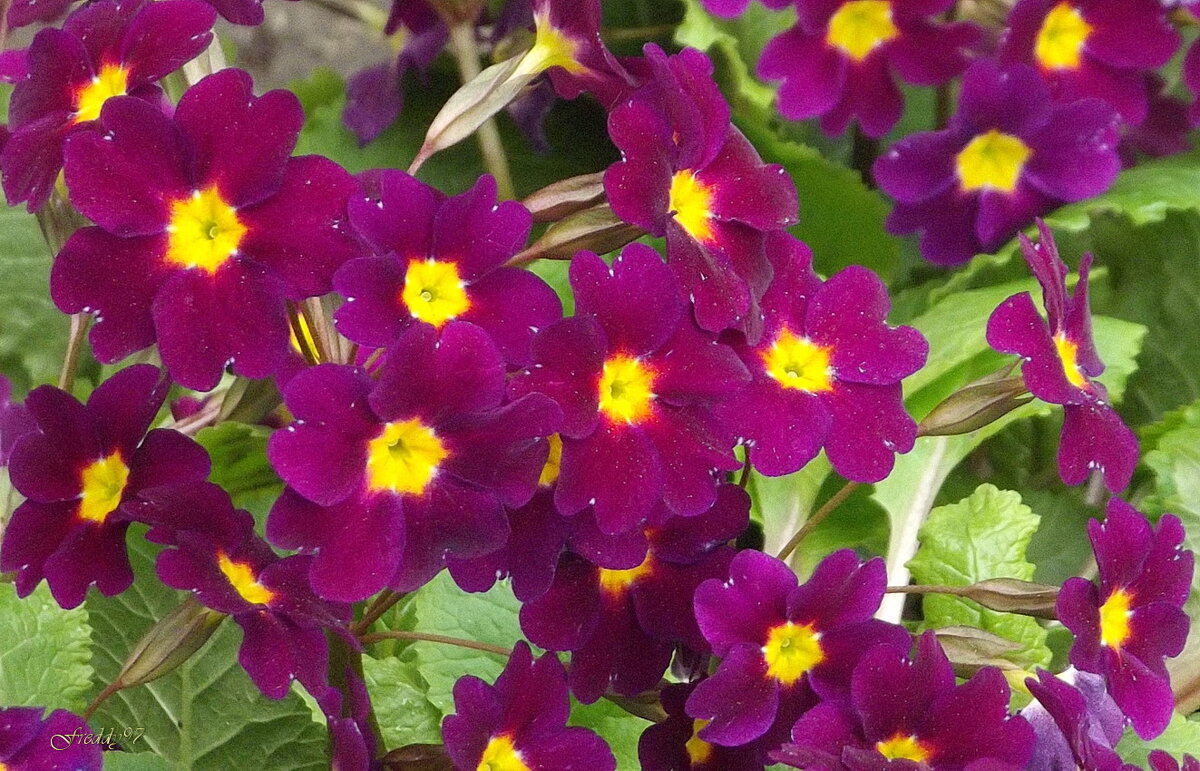 Примула - Freddy 97