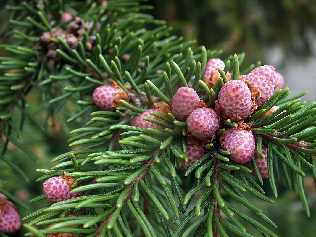 ** - Зоя Мишина ** - Зоя Мишина