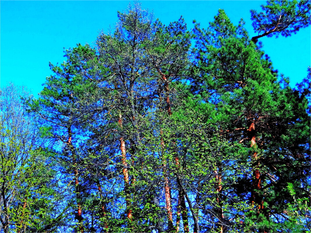 ВЕСНА - Юрий Владимирович 34 ВЕСНА - Юрий Владимирович 34