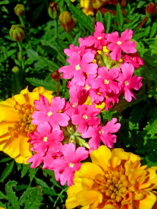 Вербена - Сергей Карачин