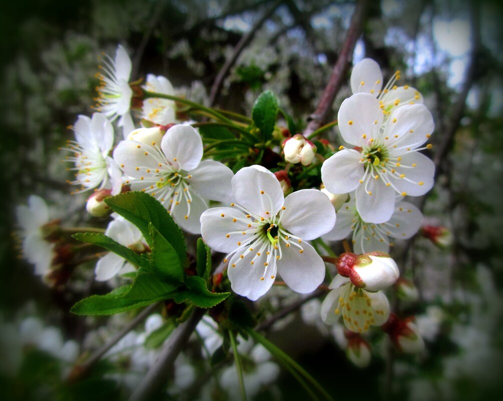 Вишня - Сергей Карачин