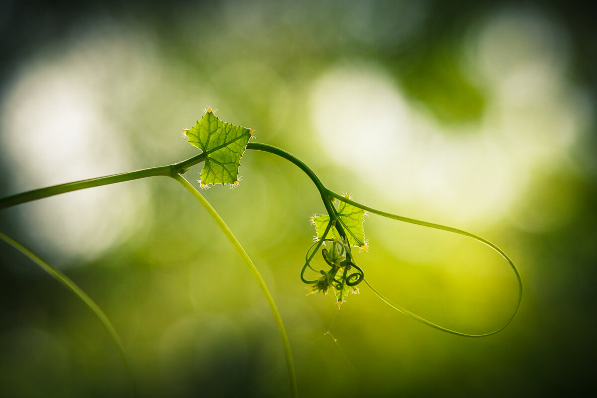*** - алексей афанасьев