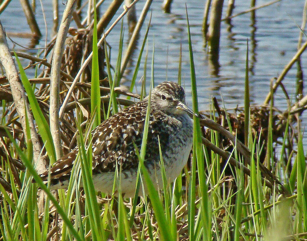 фифи - gawrilа - dan фифи - gawrilа - dan