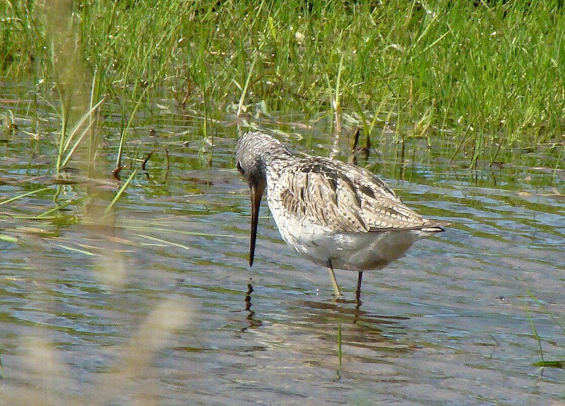большой улит - gawrilа - dan