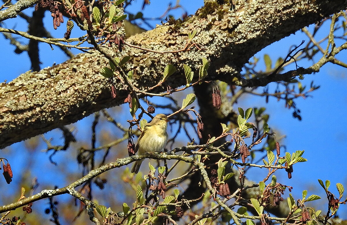 птаха - ИННА ПОРОХОВА