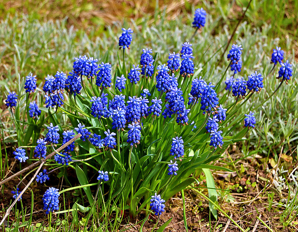 Ещё одно стадо мускариков - Светлана Ещё одно стадо мускариков - Светлана