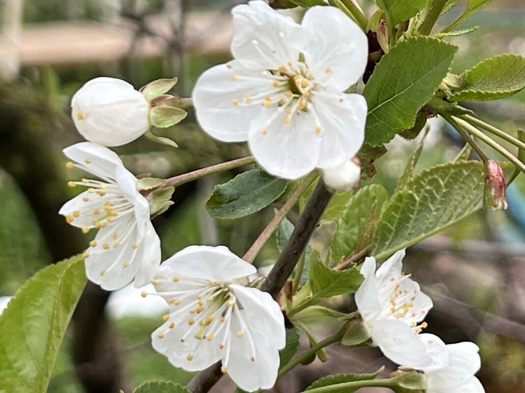 Вишни цветут - Натали Королева
